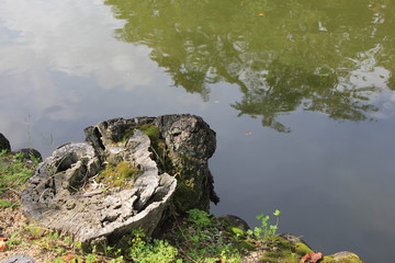 水際の切り株(山形県)