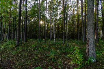 Fototapeta premium sunny day in summer park