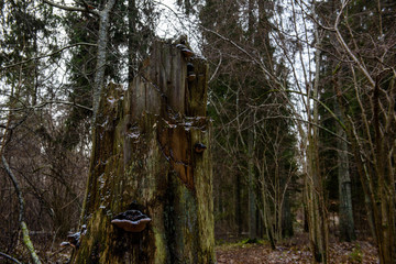 Misty wet morning in the woods. forest with tree trunks and tourist trails