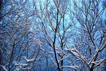 Fototapeta na wymiar Snow Covered Tree Branches