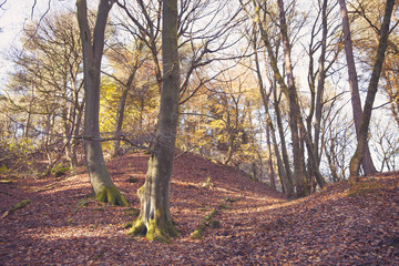 Fototapeta premium Autumn