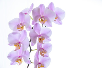 Violette Phalaenopsis Orchidee isoliert vor weißem Hintergrund mit viel Textfreiraum