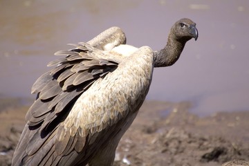 Vulture