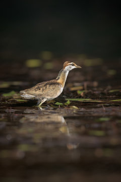 Jacana-pequena (Microparra capensis) nas margens do rio Cubango, prov&iacute;ncia do Cuando Cubango, Angola