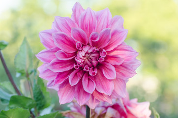 Fototapeta premium Dahlia colorful flower macro shot