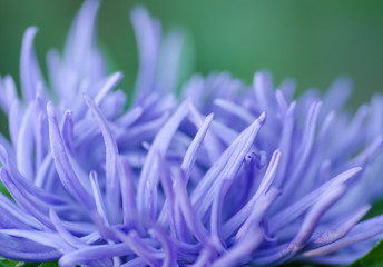 Naklejka premium Beautiful Flower background, Aster white and pink flower macro shot