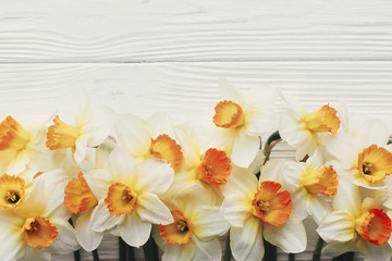 beautiful daffodils on white wooden rustic background top view. space for text. bright spring flat lay. hello spring and happy mothers day. greeting card mockup