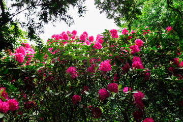 Fototapeta premium English Public Garden at late Spring with Green Trees and Blooming Rhododendrons