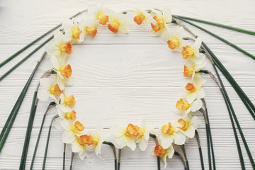 beautiful daffodils frame on white wooden rustic background top view. space for text. bright spring flat lay. hello spring and happy mothers day. greeting card mock-up