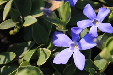 Niebieski kwiat © novak98