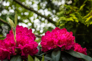 English Public Garden at late Spring with Green Trees and Bloomi