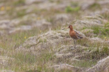 Black-tailed godwit, Limosa limosa, in the grass. Nordic wild bird with long beak. Arcitc summer wildlife scenery with moss. Natural environment.