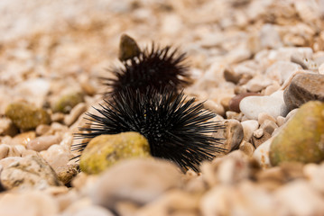 Sea urchin on the stones 