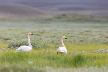 Whooper swans Cygnus cygnus on nordic land in summer. Icelandic nature. Two white birds on grass.