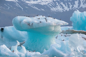 Arctic terns, Sterna paradisaea, resting on iceberg at Jokulsarlon glacier lake in Iceland. Cold nordic nature scenery. © WildMedia