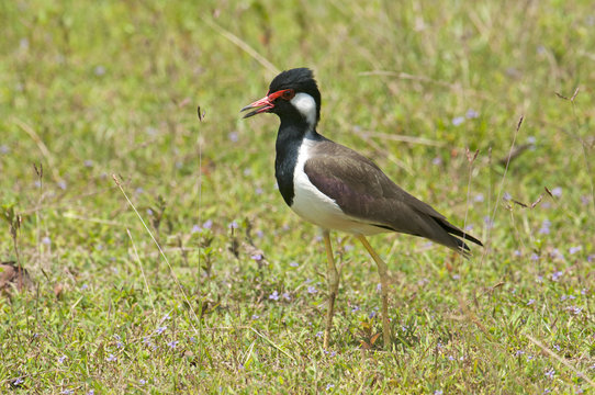 Rotlappenkiebitz (Vanellus indicus) - Red-wattled lapwing