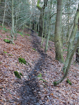 black winding winter forest pathway on a hillside on a dark winters day with dense woodland background