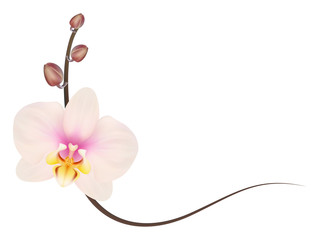 Realistic light pink orchid frame, corner.