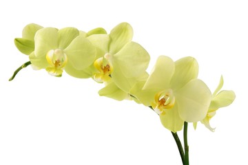 Naklejka na ściany i meble yellow orchid Phalaenopsis close up