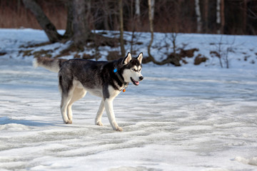 Fototapeta na wymiar Siberian Husky dog walking on the frozen lake