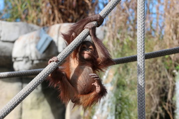 Endangered Species / Orangutan baby 
