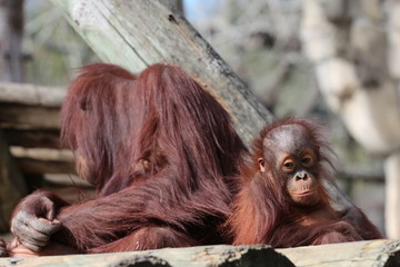 Obraz premium Mother and Child / Baby Orangutan Family 