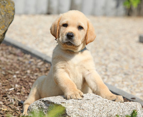 Adorable labrador retriever lying