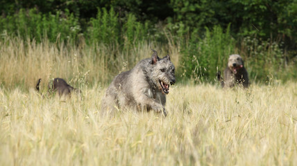 Irish wolfhounds running in nature