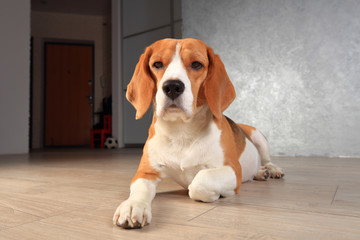 Fototapeta na wymiar Beagle dog close-up