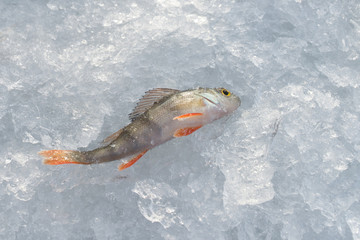Freshly caught perch lying on ice, closeup. Winter fishing.