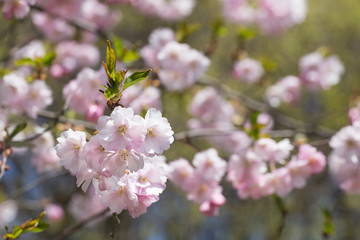 Spring shidarezakura (weeping cherry) cherry blossom with early spring green soft pastel green background. Title header dimension image. Intentionally shot with shallow depth of field.