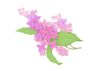 Lilac branch, purple flowers. Hand-drawing illustration can be used as romantic background, wedding invitations, greeting cards, postcards, patterns, prints, textile design, package design, wallpaper