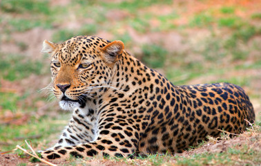 African Leoprd (Panthera Pardus) lying down on the african plains in South Luangwa National Park, Zambia, Southern Africa