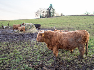 Hochland Rinder