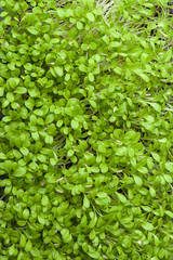 Fresh clean young micro-greens. Vertically.