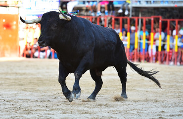 toro
