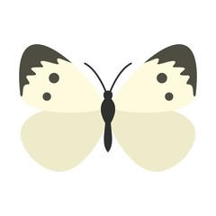 Butterfly with pattern on wings icon, flat style