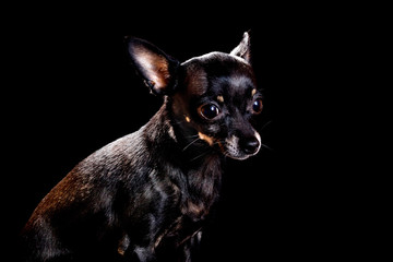 the little black dog Chihuahua