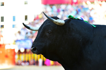 toro