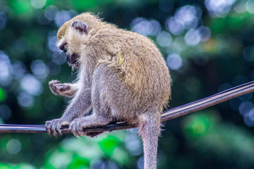 velvet monkey portrait