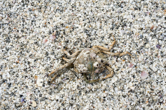 A dead crab lays in the sand after a storm on the Gulf of Mexico at St. Pete Beach, Florida