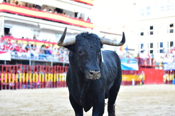 toro
