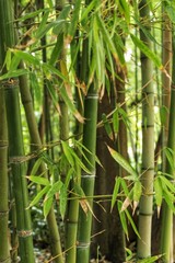 Forest of bamboo canes