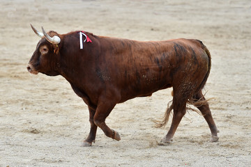 toro
