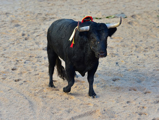toro