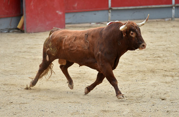 toro