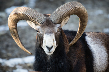 Fototapeta premium beautiful portait of male sheep with horns looking at camera