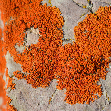 xanthoria elegans lichen