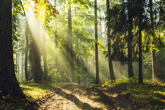 Fototapeta Forest sun rays wild road / God beams ,old natural green forest in north Poland