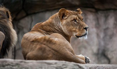 female lion in captivity